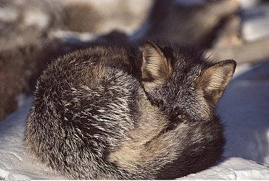 《明末：渊虚之羽》创意广告 闪耀成都双子塔